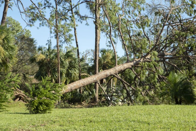 Fallen Tree Blocking Path
