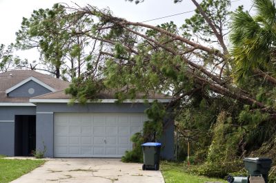 Large Tree on Roof