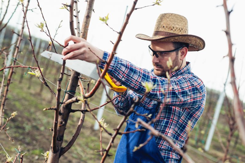Orange Tree Pruning