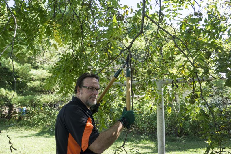 Pear Tree Pruning