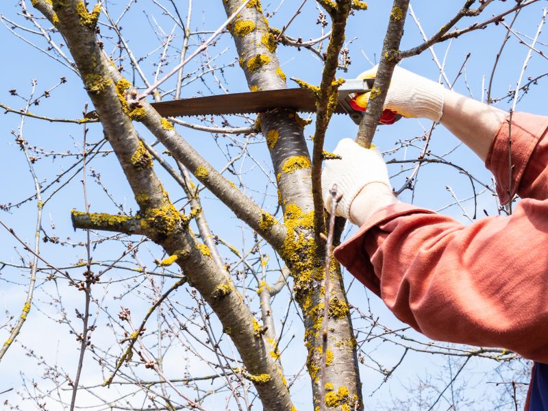 Local Tree Service Companies