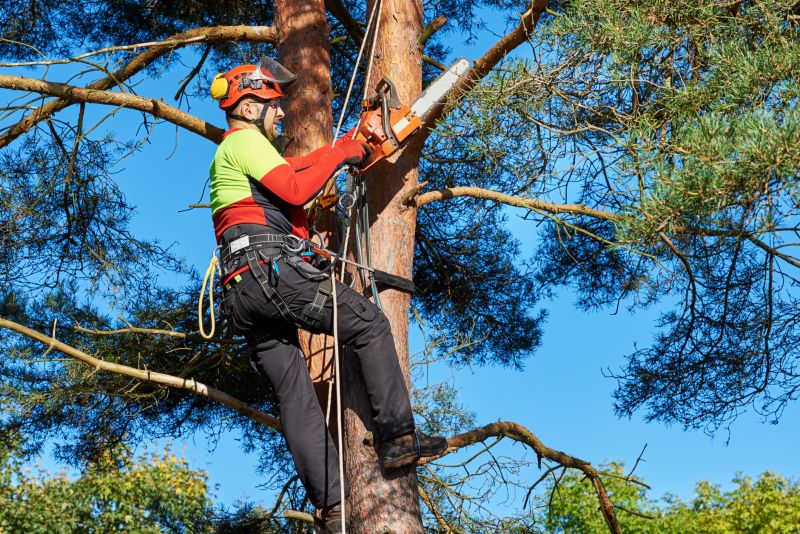 Local Tree Trimming pros at work