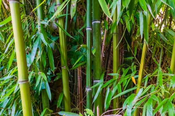 Bamboo Trimming in Burleson