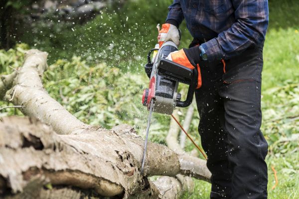 Branch Removal Service in Burleson