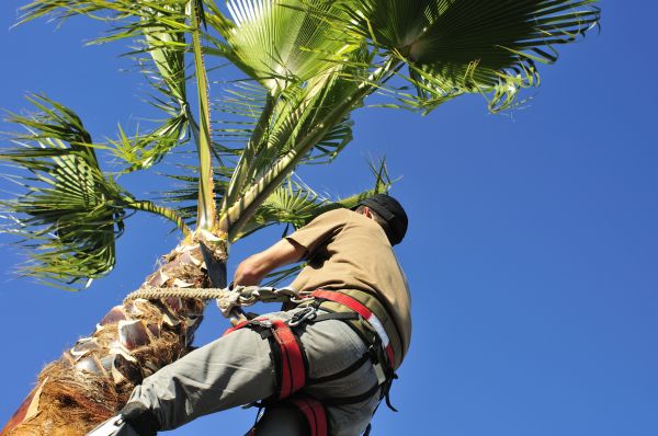 Palm Tree Trimming in Burleson