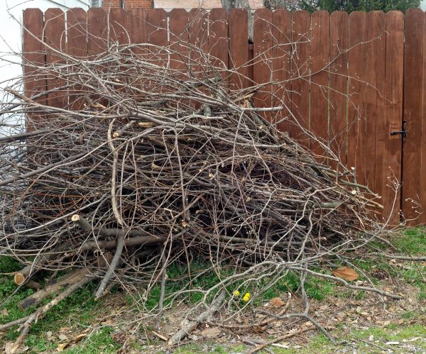 Dead Branch Removal in Burleson