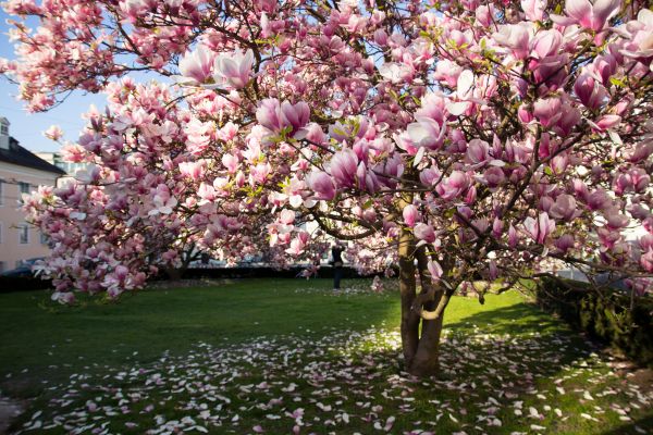Ornamental Tree Pruning in Burleson
