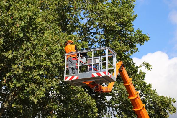 Cost of Commercial Tree Service in Burleson