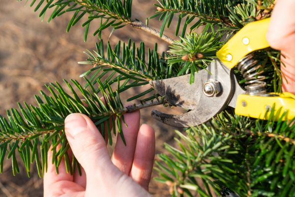 Pine Tree Pruning in Burleson