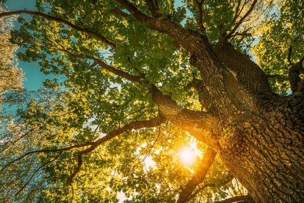 Oak Tree Pruning in Burleson