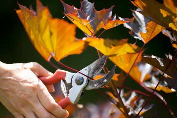 Maple Tree Pruning in Burleson
