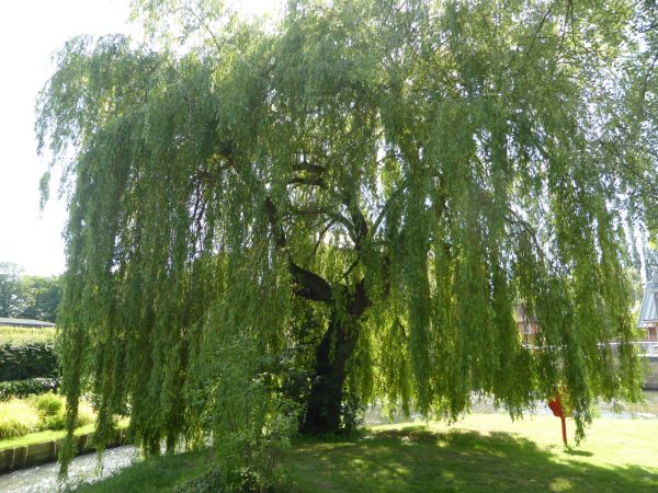 Willow Tree Trimming in Burleson