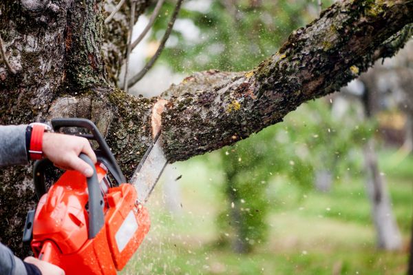 Tree Limbs Removal in Burleson