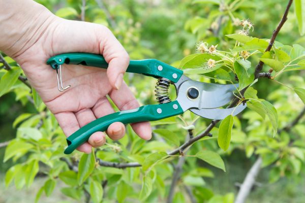 Pear Tree Pruning in Burleson