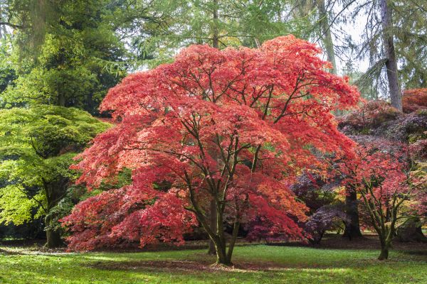 Japanese Maple Pruning in Burleson