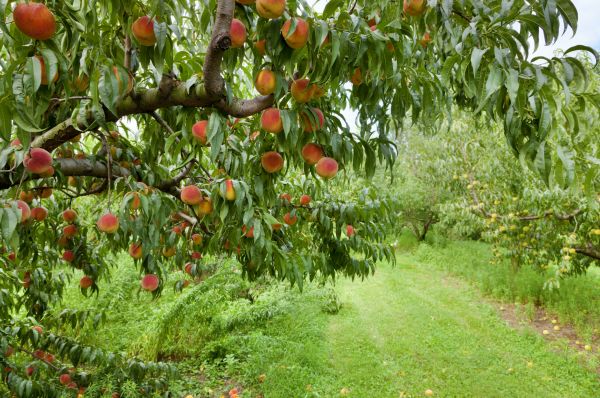 Peach Tree Pruning in Burleson