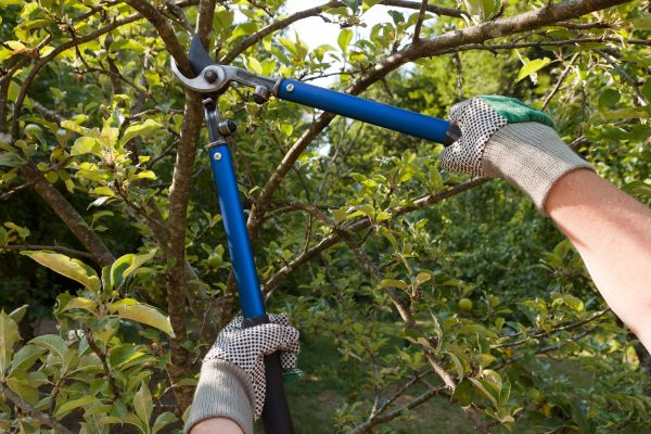 Residential Tree Pruning in Burleson