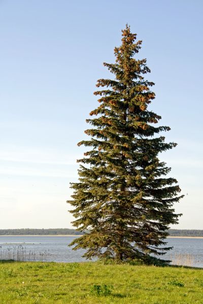 Spruce Tree Pruning in Burleson