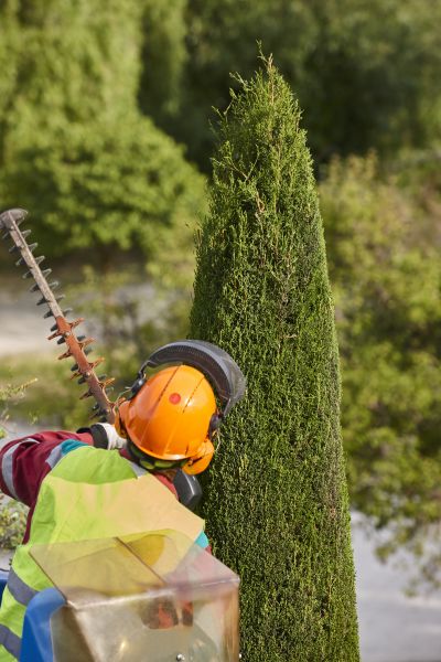 Cypress Tree Trimming in Burleson