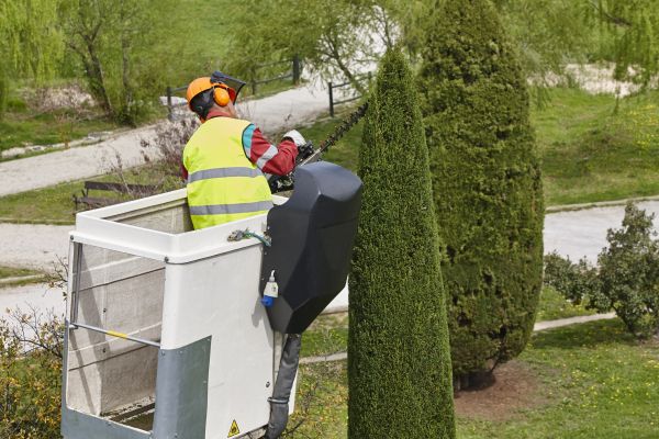 Cypress Tree Pruning in Burleson