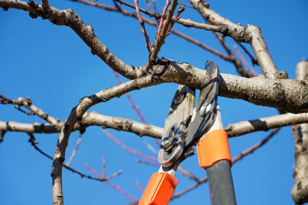 Peach Tree Trimming in Burleson