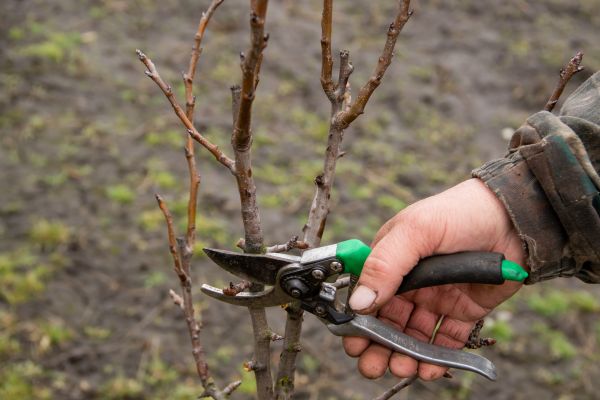 Pear Trees Pruning in Burleson