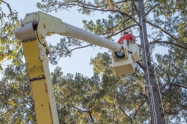 Limbs Trimming in Burleson