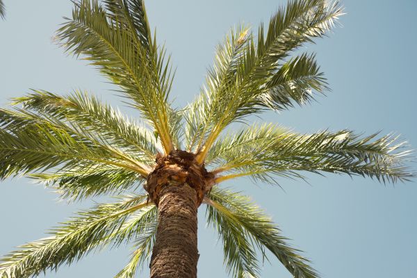 Queen Palm Pruning in Burleson