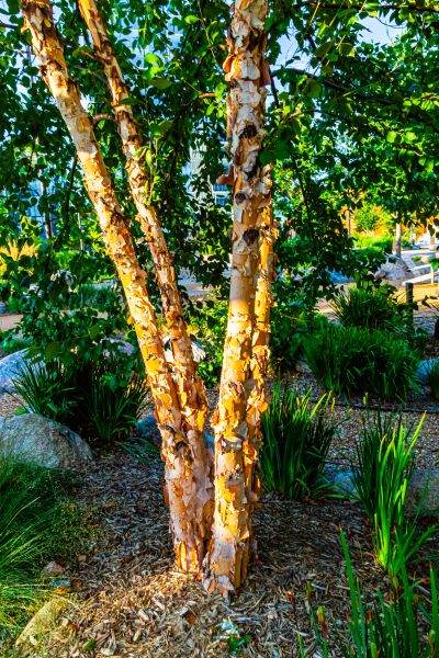 River Birch Trimming in Burleson