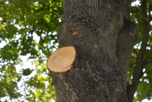 Limb Cutting in Burleson