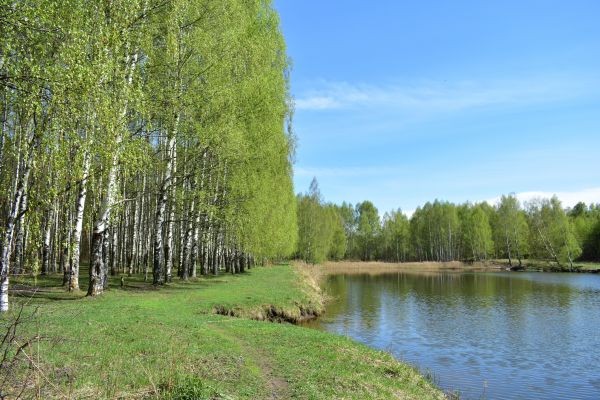River Birch Pruning in Burleson