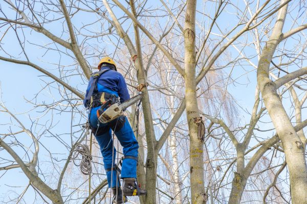Large Tree Trimming in Burleson