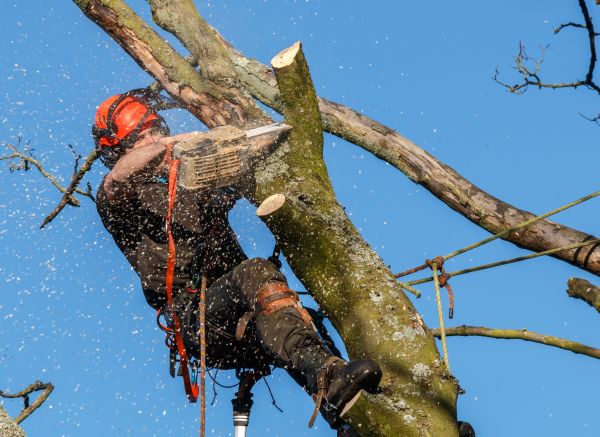 Tree Trimming Service in Burleson