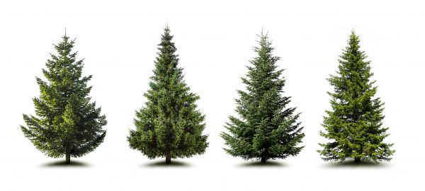 Cost of Pine Tree Trimming in Burleson