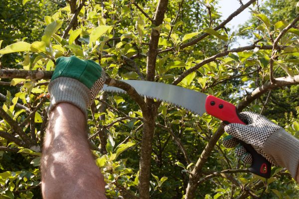 Apple Tree Trimming Service